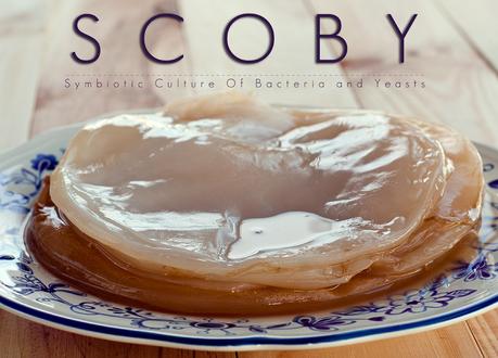 Hongo de la kombucha o SCOBY