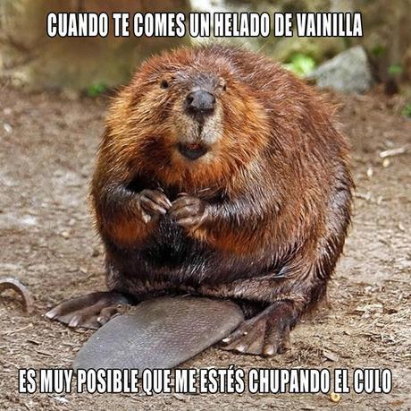 Sabor natural a culo de castor