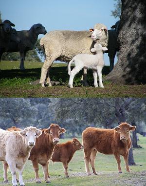 Ovejas y vacas de la Finca Las Hazas