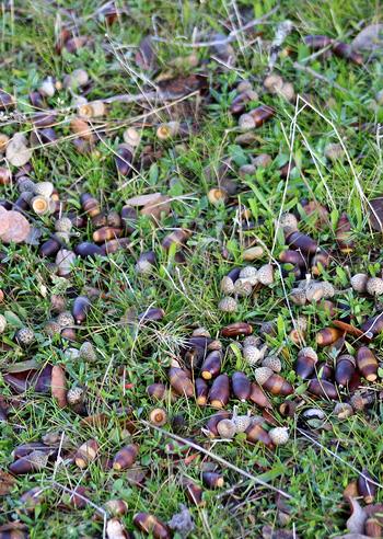Bellotas, alimento del cerdo ibérico de bellota