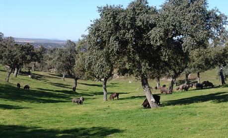 Los cochinos en la dehesa