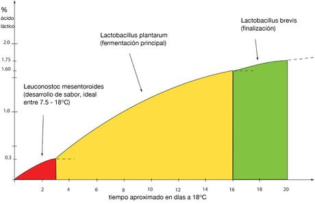 Gráfico de las fases de fermentación del chucrut