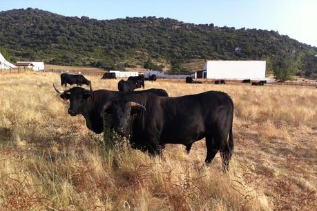 Híncale el diente a este toro