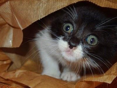 gatito en una bolsa