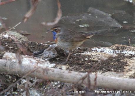 Mi primer pechiazul en Sant Adrià