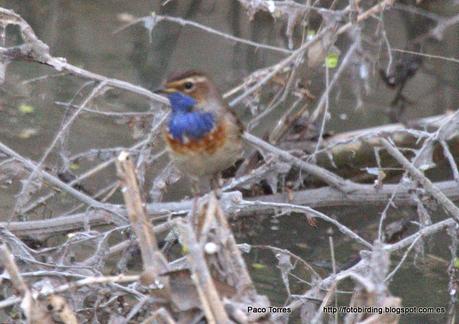 Mi primer pechiazul en Sant Adrià