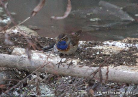 Mi primer pechiazul en Sant Adrià