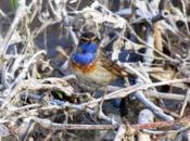 primer pechiazul Sant Adrià