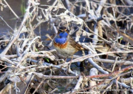 Mi primer pechiazul en Sant Adrià