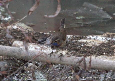 Mi primer pechiazul en Sant Adrià