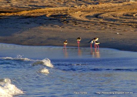 Han vuelto las cigüeñuelas a Sant Adrià