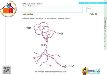 19 ciencia y ambiente  2 años - las plantas