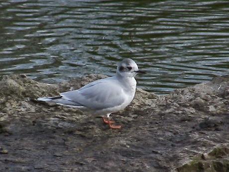 LEUCOPHAEUS PIPXCAN Y LA LAGUNA DE AGUA DULCE DE PLAIUNDI