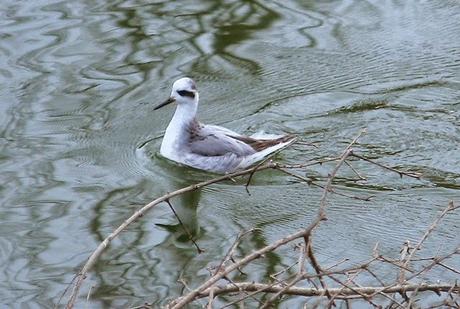 LEUCOPHAEUS PIPXCAN Y LA LAGUNA DE AGUA DULCE DE PLAIUNDI