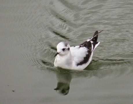 LEUCOPHAEUS PIPXCAN Y LA LAGUNA DE AGUA DULCE DE PLAIUNDI