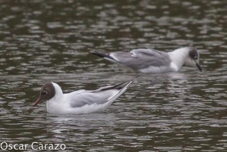 LEUCOPHAEUS PIPXCAN Y LA LAGUNA DE AGUA DULCE DE PLAIUNDI