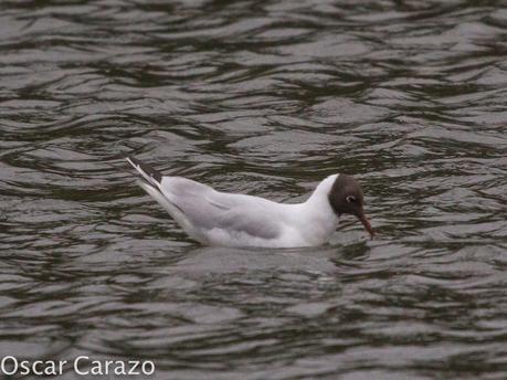 LEUCOPHAEUS PIPXCAN Y LA LAGUNA DE AGUA DULCE DE PLAIUNDI