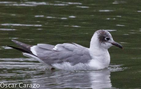 LEUCOPHAEUS PIPXCAN Y LA LAGUNA DE AGUA DULCE DE PLAIUNDI