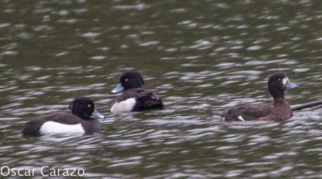 LEUCOPHAEUS PIPXCAN Y LA LAGUNA DE AGUA DULCE DE PLAIUNDI