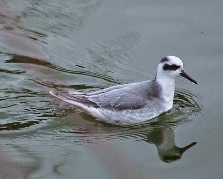 LEUCOPHAEUS PIPXCAN Y LA LAGUNA DE AGUA DULCE DE PLAIUNDI