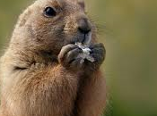 pequeña marmota...