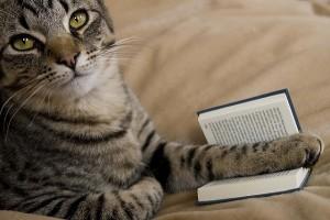 libros sobre gatos