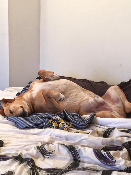 Soy un perro Soy un perro