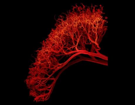Espectaculares imágenes de la vascularización renal