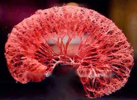 Espectaculares imágenes de la vascularización renal