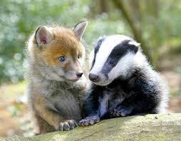 sueño con un tejón