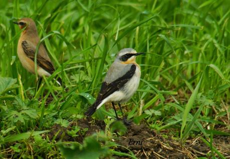 COLLALBAS, GARZA IMPERIAL... Y UN TOQUE DE ATENCIÓN