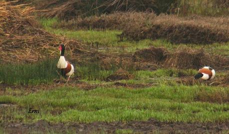 COLLALBAS, GARZA IMPERIAL... Y UN TOQUE DE ATENCIÓN