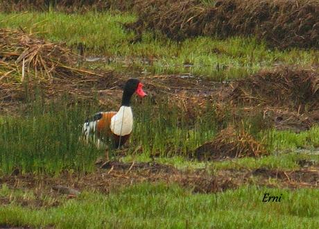 COLLALBAS, GARZA IMPERIAL... Y UN TOQUE DE ATENCIÓN