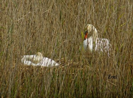 COLLALBAS, GARZA IMPERIAL... Y UN TOQUE DE ATENCIÓN
