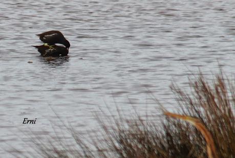 COLLALBAS, GARZA IMPERIAL... Y UN TOQUE DE ATENCIÓN