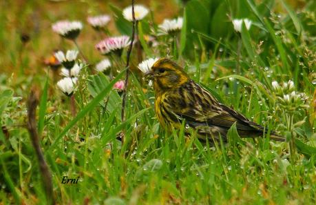 COLLALBAS, GARZA IMPERIAL... Y UN TOQUE DE ATENCIÓN