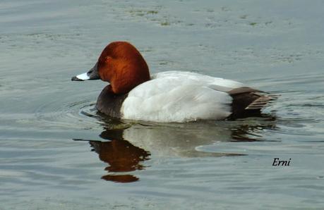 COLLALBAS, GARZA IMPERIAL... Y UN TOQUE DE ATENCIÓN
