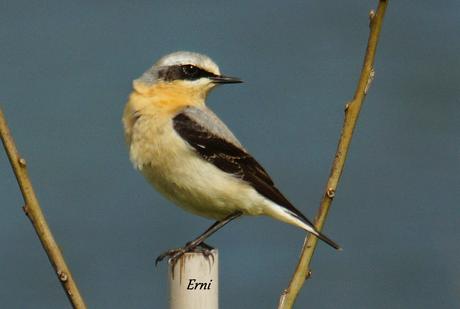 COLLALBAS, GARZA IMPERIAL... Y UN TOQUE DE ATENCIÓN