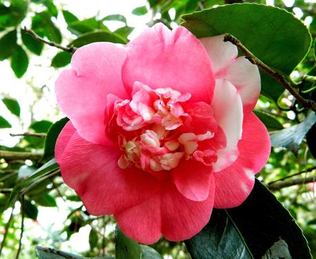 El jardín de La Saleta en Invierno y Primavera, del 14 de marzo al 31 de marzo de 2015. Saleta's Garden in Winter and spring, March 14, 2015 - March 31, 2015.