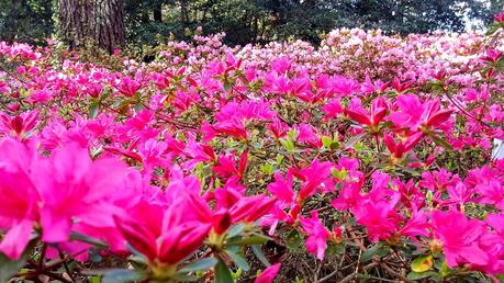 El jardín de La Saleta en Invierno y Primavera, del 14 de marzo al 31 de marzo de 2015. Saleta's Garden in Winter and spring, March 14, 2015 - March 31, 2015.