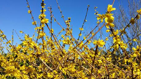 El jardín de La Saleta en Invierno y Primavera, del 14 de marzo al 31 de marzo de 2015. Saleta's Garden in Winter and spring, March 14, 2015 - March 31, 2015.