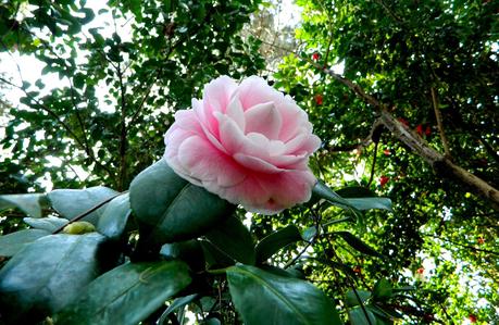 El jardín de La Saleta en Invierno y Primavera, del 14 de marzo al 31 de marzo de 2015. Saleta's Garden in Winter and spring, March 14, 2015 - March 31, 2015.