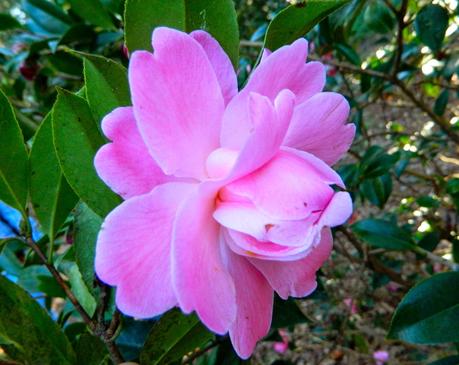 El jardín de La Saleta en Invierno y Primavera, del 14 de marzo al 31 de marzo de 2015. Saleta's Garden in Winter and spring, March 14, 2015 - March 31, 2015.