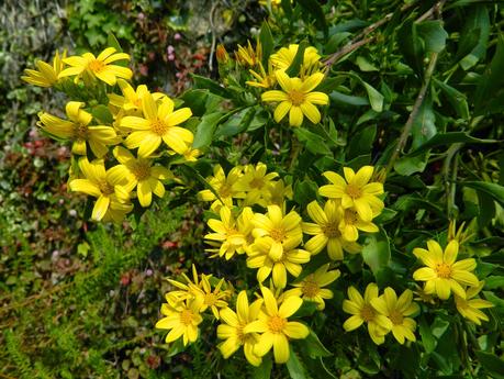El jardín de La Saleta en Invierno y Primavera, del 14 de marzo al 31 de marzo de 2015. Saleta's Garden in Winter and spring, March 14, 2015 - March 31, 2015.