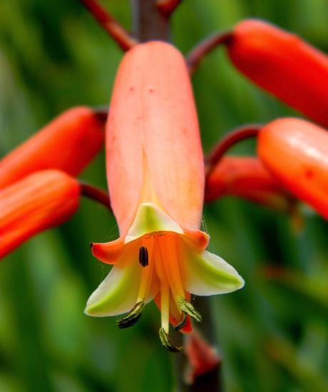 El jardín de La Saleta en Invierno y Primavera, del 14 de marzo al 31 de marzo de 2015. Saleta's Garden in Winter and spring, March 14, 2015 - March 31, 2015.