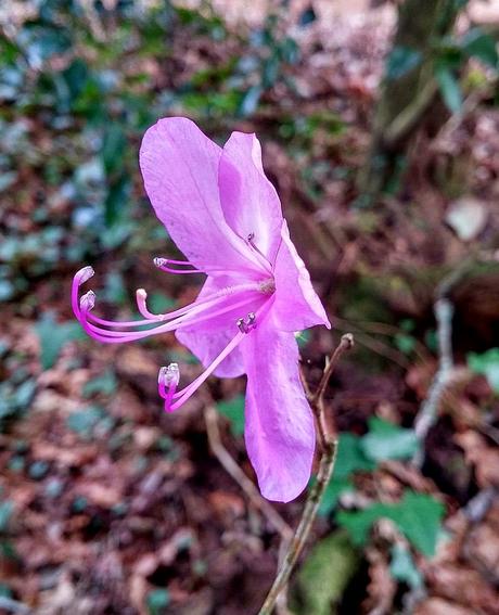 El jardín de La Saleta en Invierno y Primavera, del 14 de marzo al 31 de marzo de 2015. Saleta's Garden in Winter and spring, March 14, 2015 - March 31, 2015.