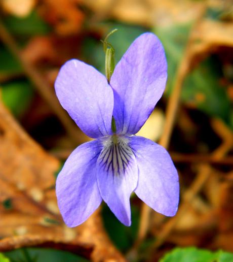 El jardín de La Saleta en Invierno y Primavera, del 14 de marzo al 31 de marzo de 2015. Saleta's Garden in Winter and spring, March 14, 2015 - March 31, 2015.