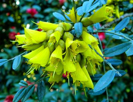 El jardín de La Saleta en Invierno y Primavera, del 14 de marzo al 31 de marzo de 2015. Saleta's Garden in Winter and spring, March 14, 2015 - March 31, 2015.