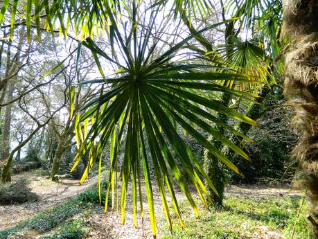 El jardín de La Saleta en Invierno y Primavera, del 14 de marzo al 31 de marzo de 2015. Saleta's Garden in Winter and spring, March 14, 2015 - March 31, 2015.