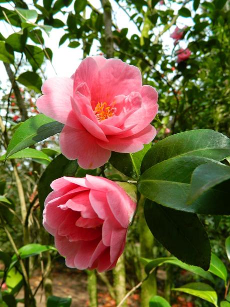 El jardín de La Saleta en Invierno y Primavera, del 14 de marzo al 31 de marzo de 2015. Saleta's Garden in Winter and spring, March 14, 2015 - March 31, 2015.
